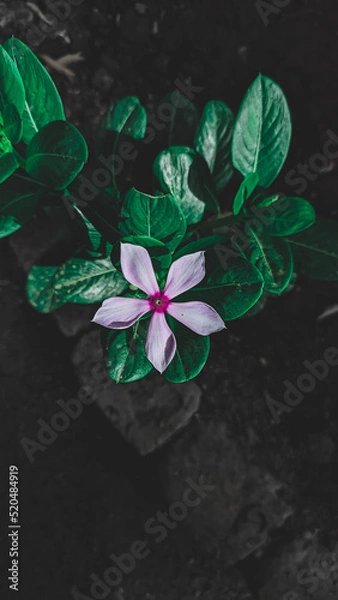 Obraz flower in the garden