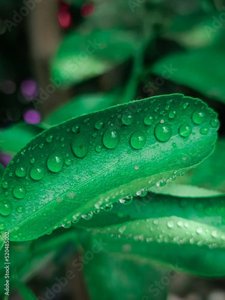 Obraz leaf with drops