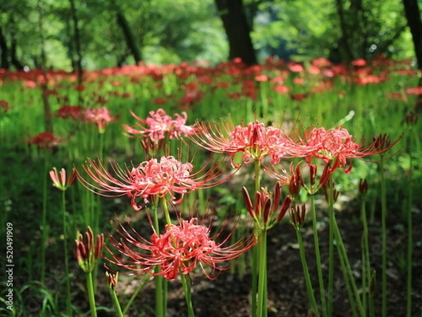 Fototapeta 曼珠沙華