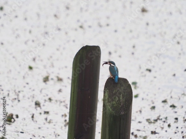 Obraz OLYMPUS DIGITAL CAMERA