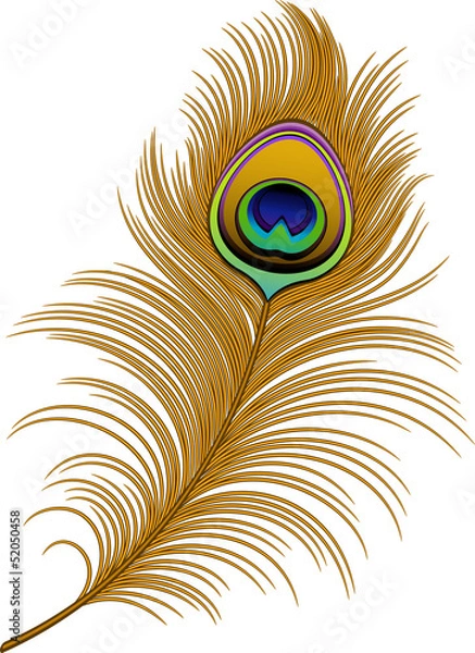 Obraz Peacock Feather