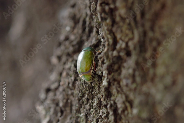 Fototapeta コガネムシ