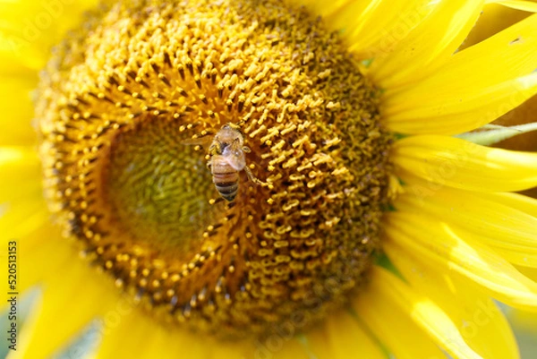 Obraz ひまわり,ヒマワリ,黄色,花,緑,蜂,ハチ,