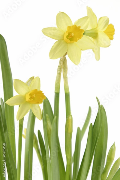 Obraz daffodil flower