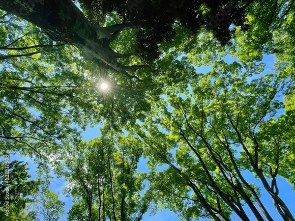 Obraz 新緑と太陽、東京、日本