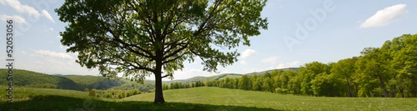 Obraz Spring green landscape