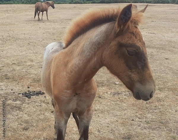 Obraz New Forest Foals