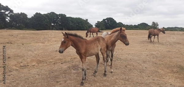 Obraz New Forest Foals