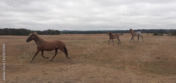 Obraz New Forest Foals