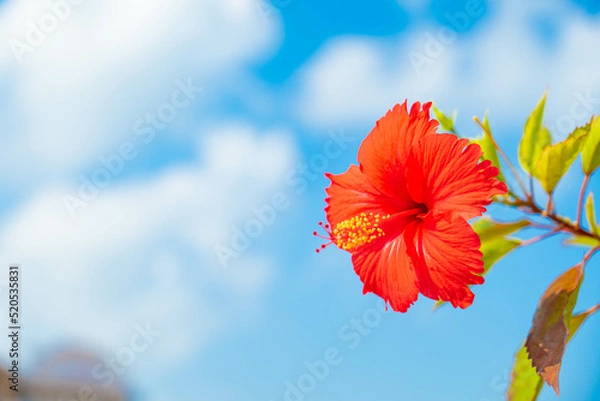 Obraz ハイビスカス 沖縄 リゾート 青い空 快晴