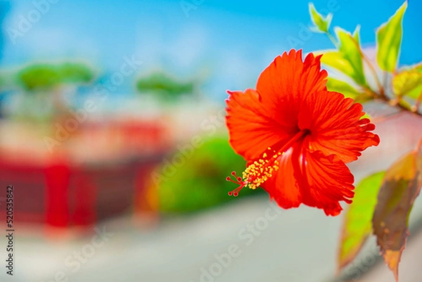 Obraz ハイビスカス 沖縄 リゾート 青い空 快晴