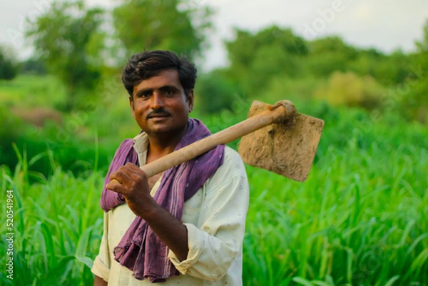 Obraz happy farmer is holding shovel in millet field,