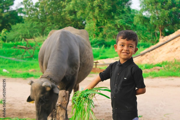 Obraz Indian kid feeding grass for black buffalo,selective focus
