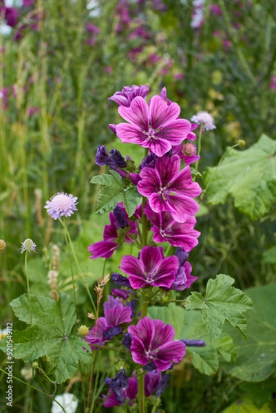 Obraz Malva sylvestris 
