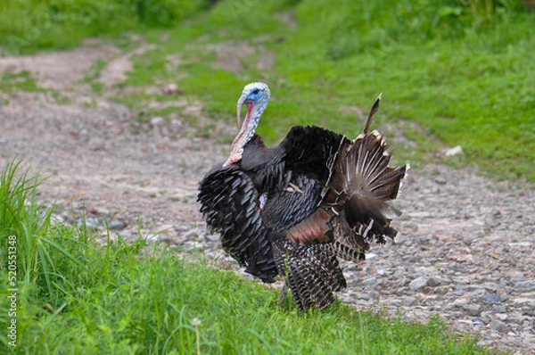 Obraz Proud turkey on a walk