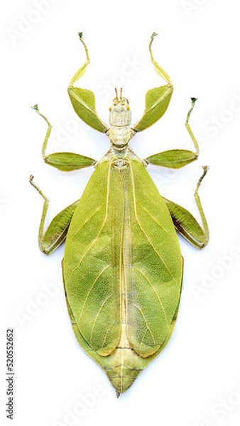 Fototapeta Phyllium tobeloense bhaskarai (female)
Walking Leaf Insect in White Background