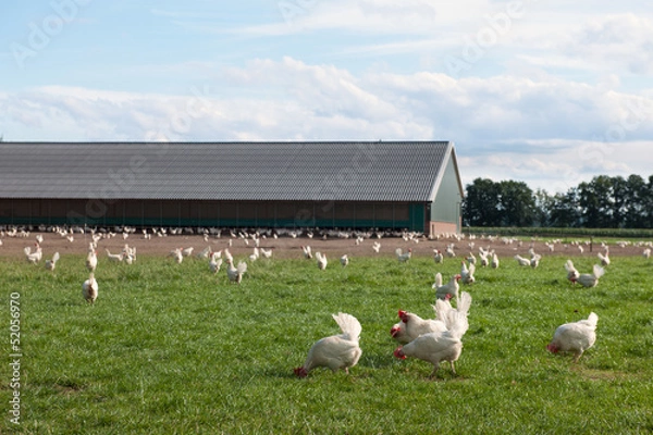 Obraz Biologiczny kurczak