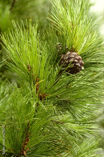 Obraz Pinecones #verctical