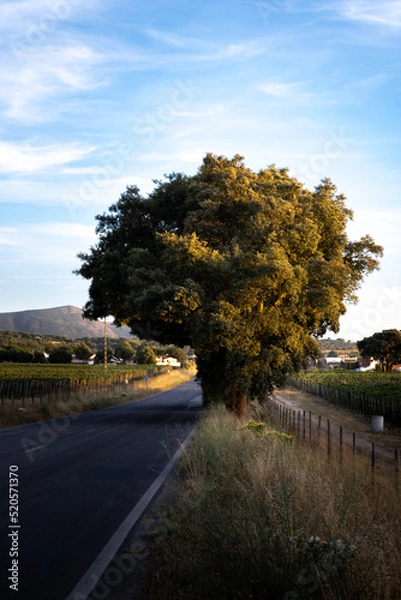 Fototapeta Single tree in the road during sunset