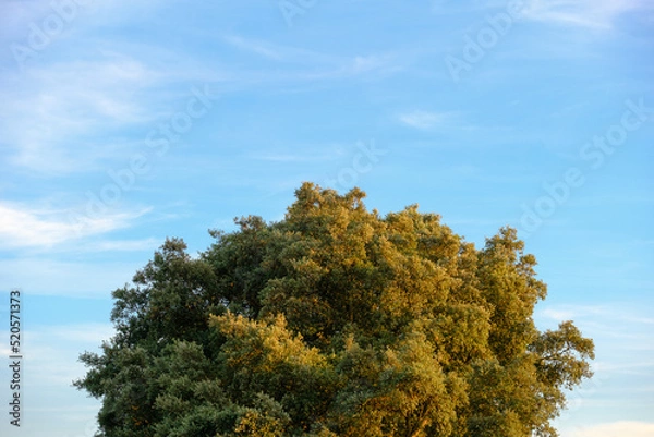 Fototapeta Tree top with the sky on the background