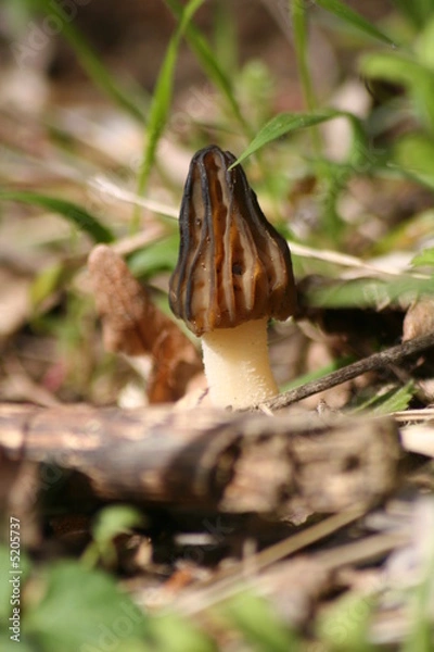 Obraz scaup - mitrofor hybrydowy