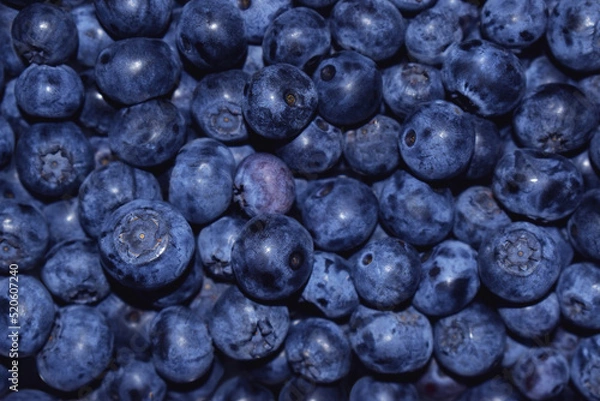Fototapeta Close up view of freshly picked blueberries toned blue