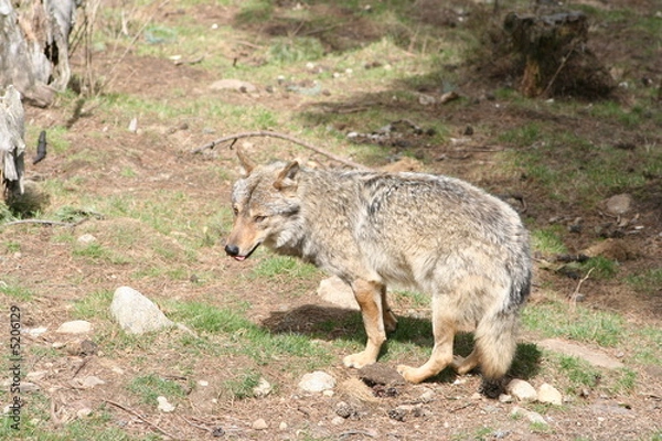 Obraz loup - canis lupus