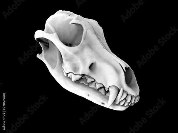 Obraz Solid white wolf skull - template - 3D Illustration