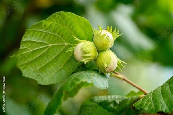 Fototapeta Three young hazelnuts with leaves on a tree in a summer garden