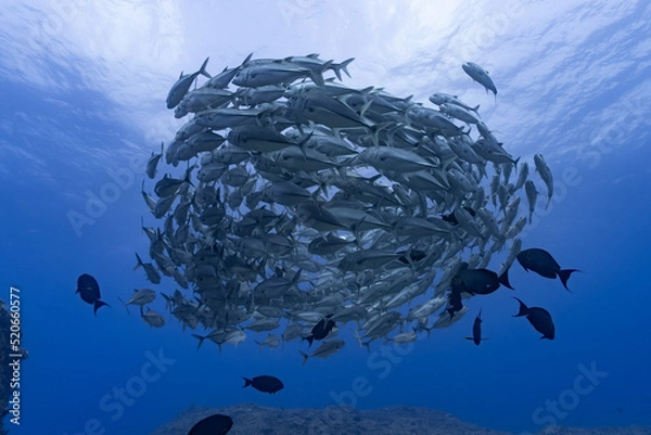 Obraz ギンガメアジ"Bigeye trevally" 粟国島