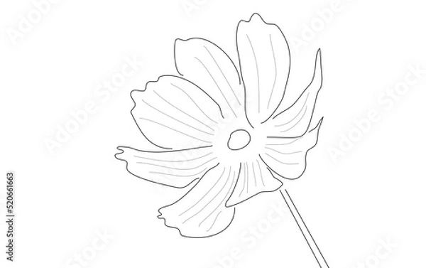 Obraz Drawn flower on white background