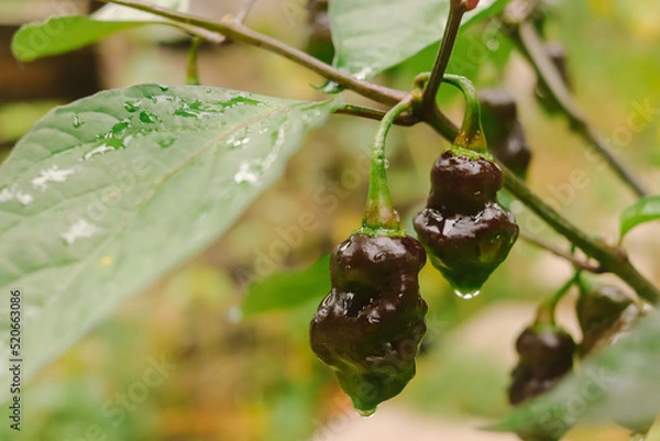 Fototapeta hot peppers of unusual curly shape close-up on the bush selective focus, unusual varieties of hot peppers.