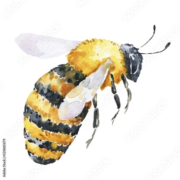 Obraz Honey bee in profile on white background. Flying honeybee. Watercolor illustration.