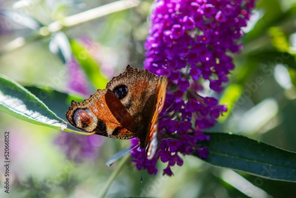 Obraz Butterfly on flower