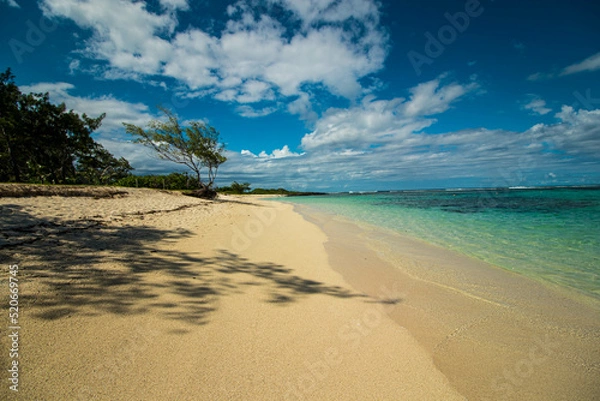 Obraz beach with palm trees, Mauritius