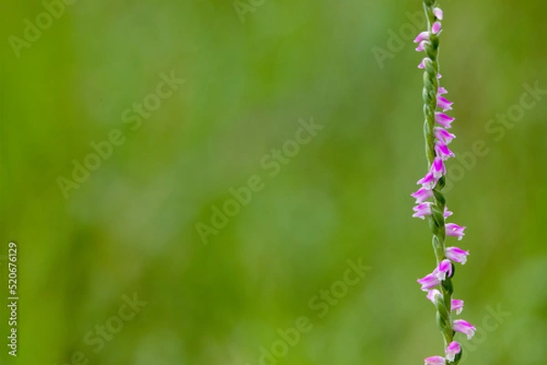 Obraz ネジバナの花