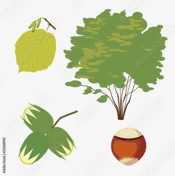 Obraz hazel grove ordinary with a realistic leaf and nut