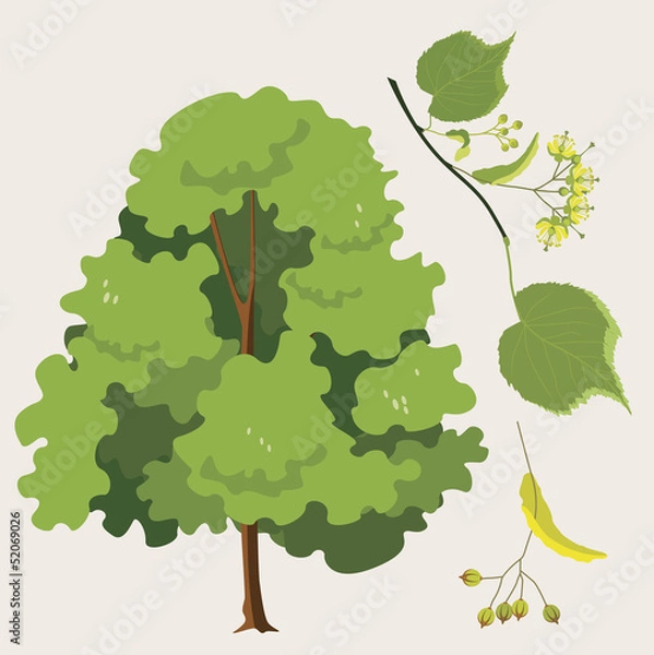 Obraz city  linden ordinary  with a leaf and seeds