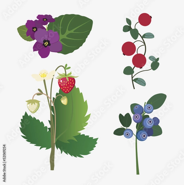 Obraz collection of realistic forest flowers and ripe berries