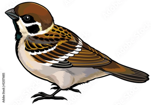 Obraz tree sparrow