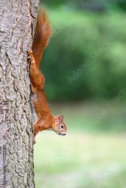 Obraz I stopped upside down on a tree trunk.