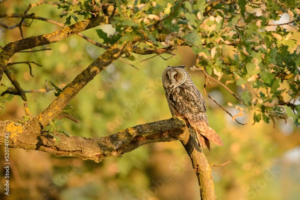 Fototapeta Long-eared owl - Asio otus perching on tree