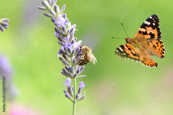 Fototapeta Schmetterling 1025