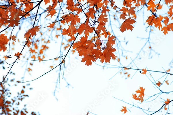 Fototapeta Autumn leaves on the sky