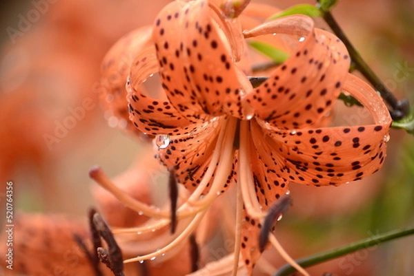 Obraz Капелька