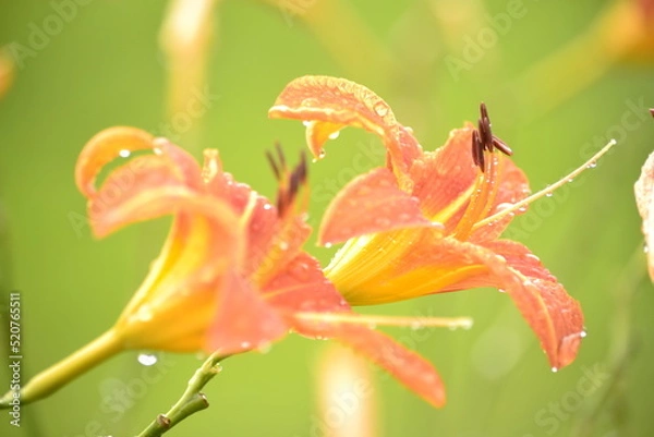 Obraz оранжевый рассвет