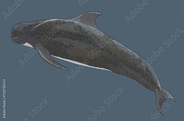 Obraz Drawing pilot whale, medium sized whale, art.illustration, vector