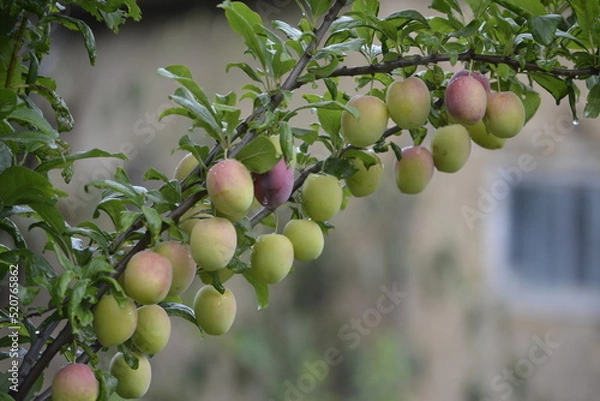 Obraz щедрая осень