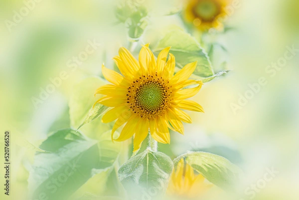 Obraz ヒマワリの花　夏イメージ