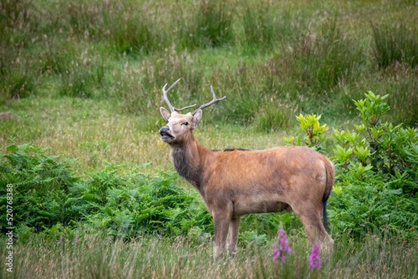 Obraz antelope in the grass